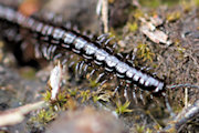 Paradoxosomatidae sp Millipede (Paradoxosomatidae sp)